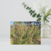 Carte Postale Bloomings de Californie : Chaparral Currant Postc (Debout devant)