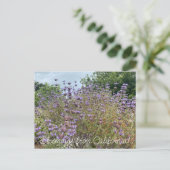 Carte Postale Bloomings de Californie : Cleveland Sage (Debout devant)
