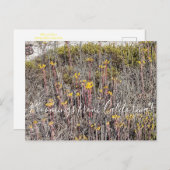 Carte Postale Bloomings de Californie : Coast Dudleya (Devant / Derrière)