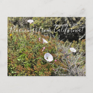 Carte Postale Bloomings de Californie : Coast Morning Glory