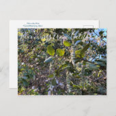 Carte Postale Bloomings de Californie : Coast Silk Tassel Postc (Devant / Derrière)