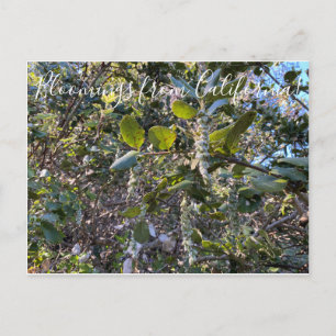 Carte Postale Bloomings de Californie : Coast Silk Tassel Postc