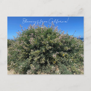 Carte Postale Bloomings de Californie : Coastal Bush Lupine