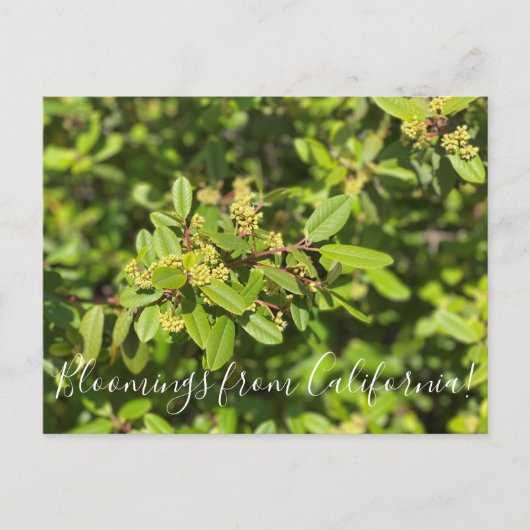 Carte Postale Bloomings de Californie : Coffeeberry (Devant)