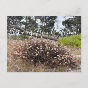 Carte Postale Bloomings de Californie : Côte Sarrasin