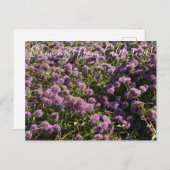 Carte Postale Bloomings de Californie : Coyote Mint (Devant / Derrière)