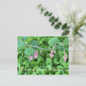Carte Postale Bloomings de Californie : Currant rose (Debout devant)