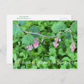 Carte Postale Bloomings de Californie : Currant rose (Devant / Derrière)