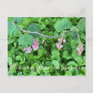 Carte Postale Bloomings de Californie : Currant rose
