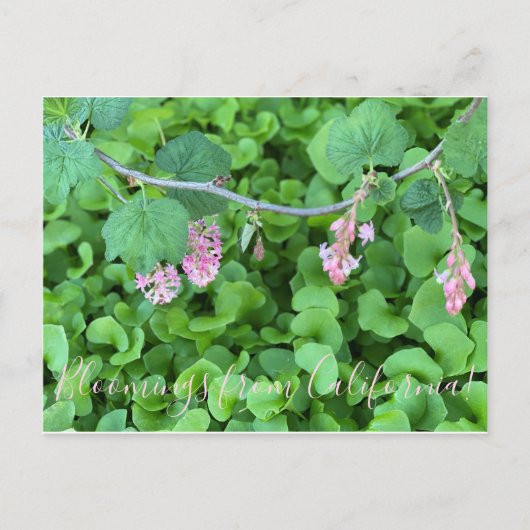 Carte Postale Bloomings de Californie : Currant rose (Devant)