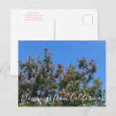 Carte Postale Bloomings de Californie : Desert Willow Postcard (Devant / Derrière)