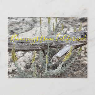 Carte Postale Bloomings de Californie : Dune Sagewort Postcard