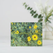 Carte Postale Bloomings de Californie : Encelia californica (Debout devant)