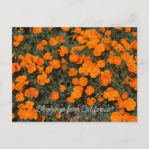 Carte Postale Bloomings de Californie Eschscolzia californica