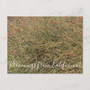 Carte Postale Bloomings de Californie : Gran Canon Snapdragon