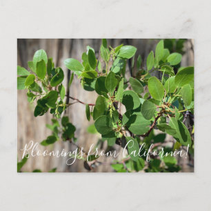 Carte Postale Bloomings de Californie : Greenleaf Manzanita