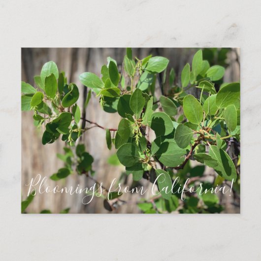 Carte Postale Bloomings de Californie : Greenleaf Manzanita (Devant)