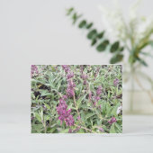 Carte Postale Bloomings de Californie : Hummingbird Sage (Debout devant)