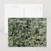 Carte Postale Bloomings de Californie : la dentelle de Sainte Ca (Devant / Derrière)