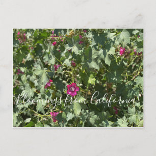 Carte Postale Bloomings de Californie : Malva Rose