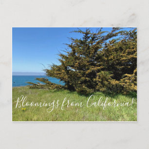 Carte Postale Bloomings de Californie : Monterey Cypress