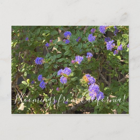 Carte Postale Bloomings de Californie : Mountain Lilac (Devant)