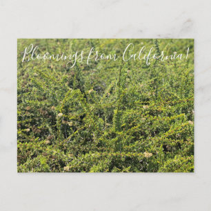 Carte Postale Bloomings de Californie : Nicolas Chamise Postcar