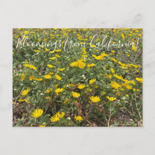 Carte Postale Bloomings de Californie : Pacific Gumweed
