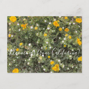 Carte Postale Bloomings de Californie : Pacific Gumweed