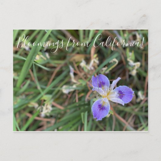 Carte Postale Bloomings de Californie : Pacific Iris Sea Gal (Devant)