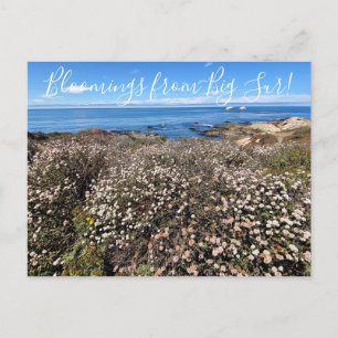 Carte Postale Bloomings de Californie : Pos de sarrasin Sea Clif