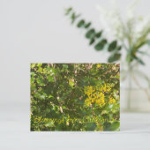 Carte Postale Bloomings de Californie : Raisins de l'Oregon (Debout devant)