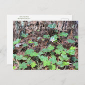 Carte Postale Bloomings de Californie : Redwood Sorrel (Devant / Derrière)