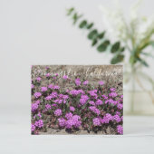 Carte Postale Bloomings de Californie : Sable rose Verbena (Debout devant)