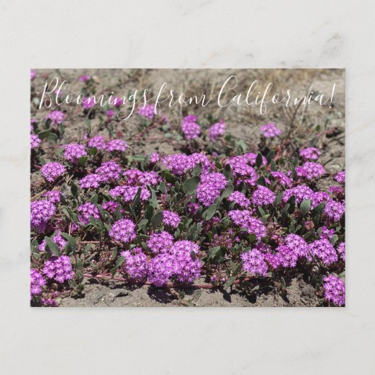 Carte Postale Bloomings de Californie : Sable rose Verbena (Devant)