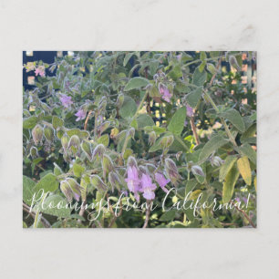 Carte Postale Bloomings de Californie : Sage de Pitcher parfumé