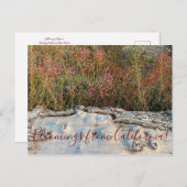 Carte Postale Bloomings de Californie : Sarrasin à fleurs rouges (Devant / Derrière)