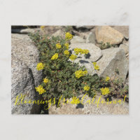 Bloomings de Californie : Sarrasin de soufre