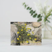 Carte Postale Bloomings de Californie : Sarrasin de soufre (Debout devant)