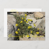 Carte Postale Bloomings de Californie : Sarrasin de soufre (Devant / Derrière)