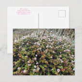 Carte Postale Bloomings de Californie : Seacliff Buckblé (Devant / Derrière)