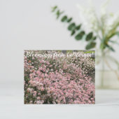 Carte Postale Bloomings de Californie : Seacliff Buckblé (Debout devant)