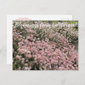 Carte Postale Bloomings de Californie : Seacliff Buckblé (Devant / Derrière)