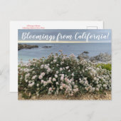 Carte Postale Bloomings de Californie : Seacliff Buckblé Post (Devant / Derrière)