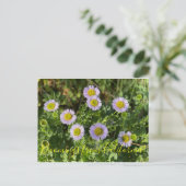 Carte Postale Bloomings de Californie : Seaside Daisies (Debout devant)