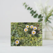 Carte Postale Bloomings de Californie : Seaside Daisy (Debout devant)