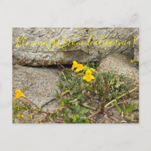 Carte Postale Bloomings de Californie : Seep Monkey Flower