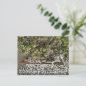 Carte Postale Bloomings de Californie : Sentinel Manzanita (Debout devant)