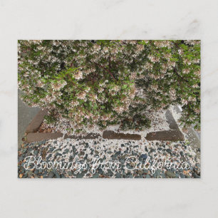 Carte Postale Bloomings de Californie : Sentinel Manzanita