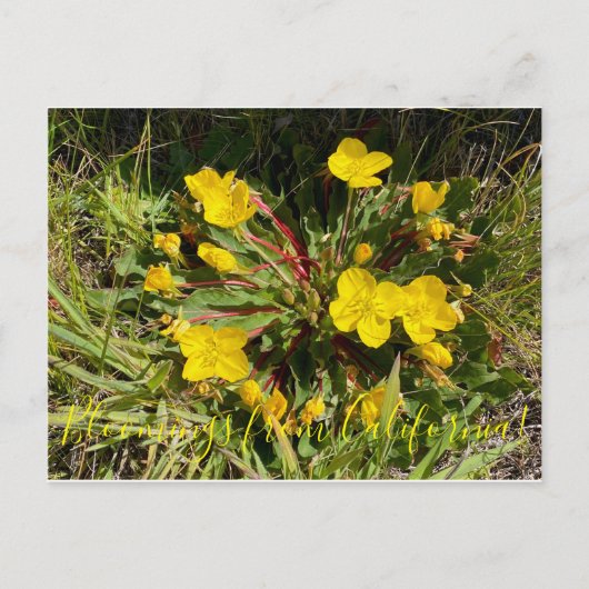 Carte Postale Bloomings de Californie : Sun Cups (Devant)